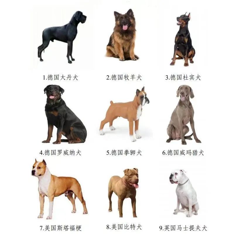 養(yǎng)蝎技術(shù) 蝎子養(yǎng)殖技術(shù) 養(yǎng)蝎子_相狗秘訣什么狗養(yǎng)不得_科學(xué)養(yǎng)狗新技術(shù)
