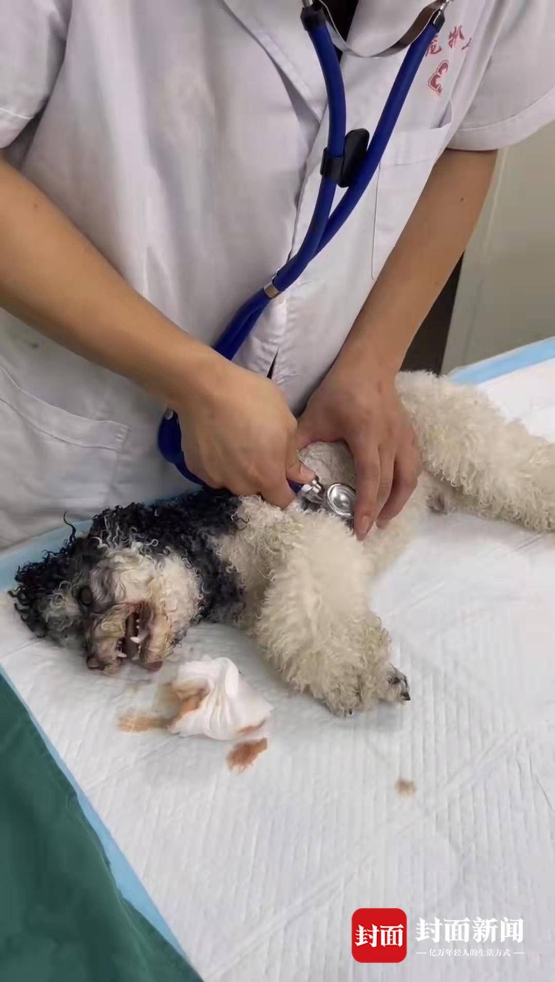 武漢一小區(qū)多只寵物狗疑吃有毒火腿腸后死亡 鄰居回應被指“投毒”：有誤會