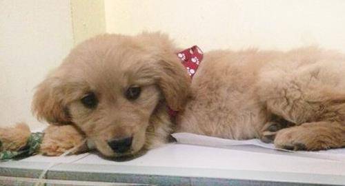 泰迪和田園犬雜交狗_法斗和泰迪雜交成犬圖_中華田園犬和金毛雜交