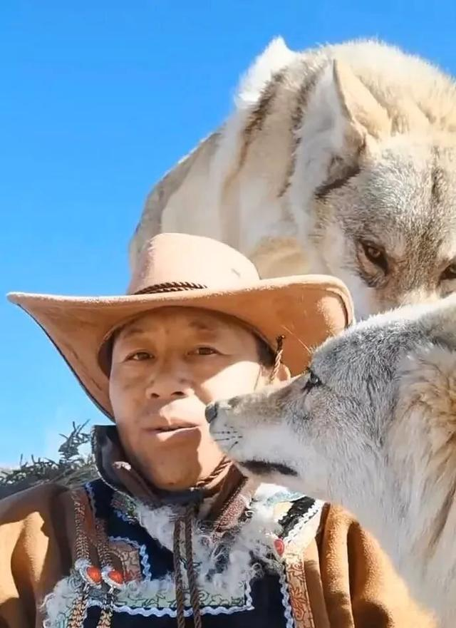 藏獒從小養(yǎng)在狼群里，被狼王當親兒子寵，長大主動做起狼王的保鏢