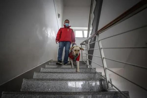 導盲犬是怎樣練成的