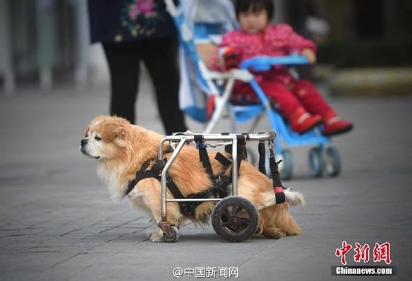 太原訓練狗狗_狗狗訓練百科_狗狗訓練學校