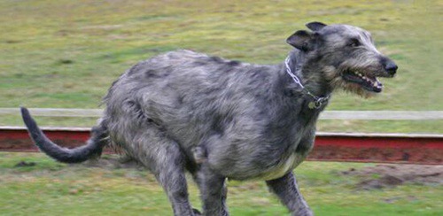 世界上最高的犬種