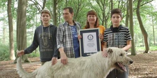 世界上最高的犬種