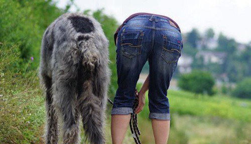 世界上最高的犬種