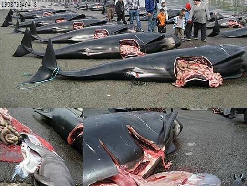 丹麥成人禮殺海豚_丹麥殺海豚_丹麥海豚節(jié)