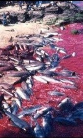 丹麥海豚節(jié)_丹麥殺海豚_丹麥成人禮殺海豚