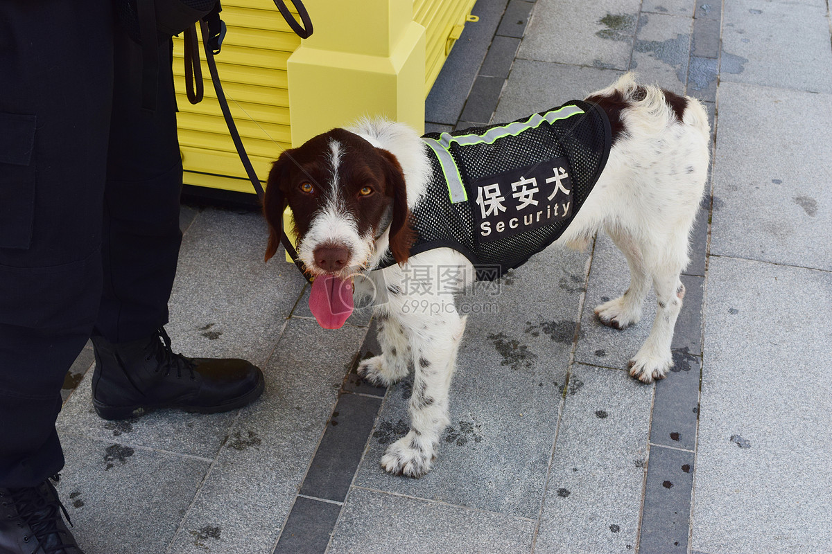 微軟面試題 病狗_狗 病_病狗神題