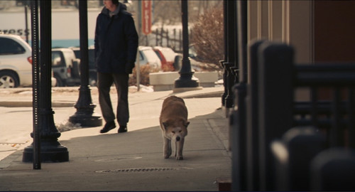 忠犬八公和忠犬八公物語(yǔ)_忠犬八公是什么品種狗_忠犬八公是什么品種的狗