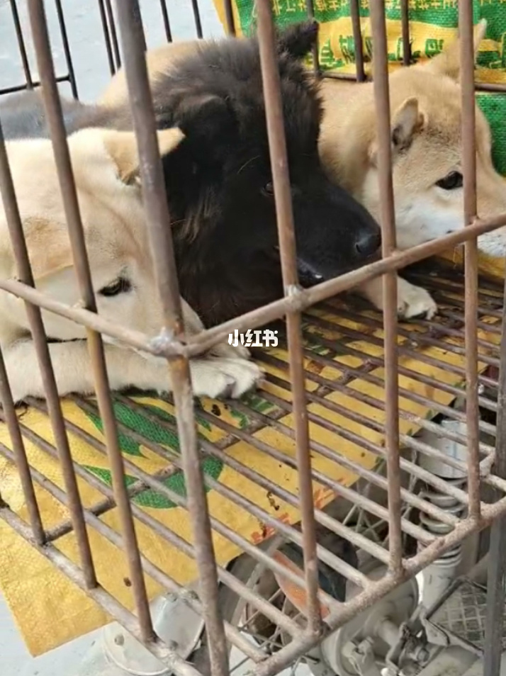 養(yǎng)一只貓一只狗還是養(yǎng)兩只狗_成都城市養(yǎng)狗規(guī)定_養(yǎng)哪幾種狗好養(yǎng)能賺錢