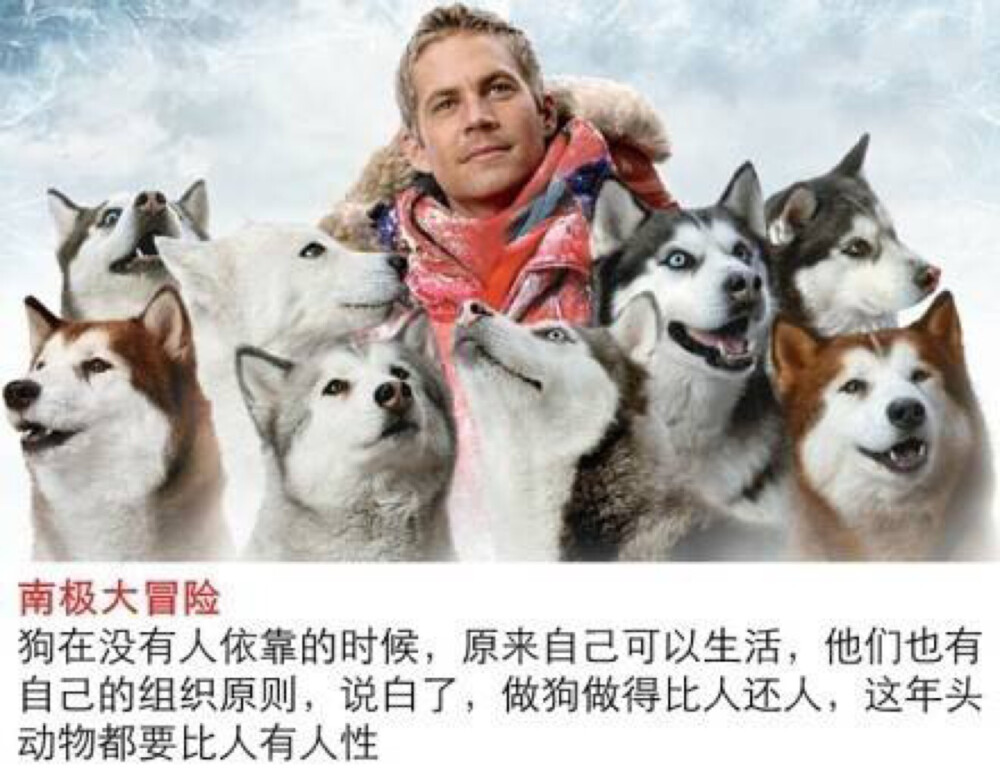 狗和人雜交_狗人雜交_純種狗和雜交狗哪個(gè)好