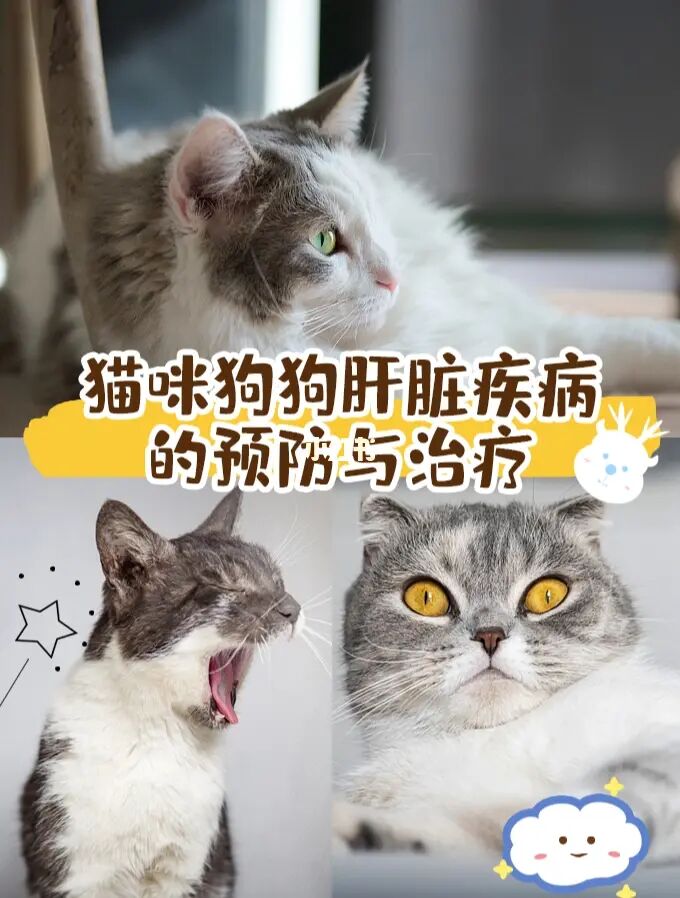 寵物店賣病狗_寵物店賣病狗怎么辦_寵物店買病狗
