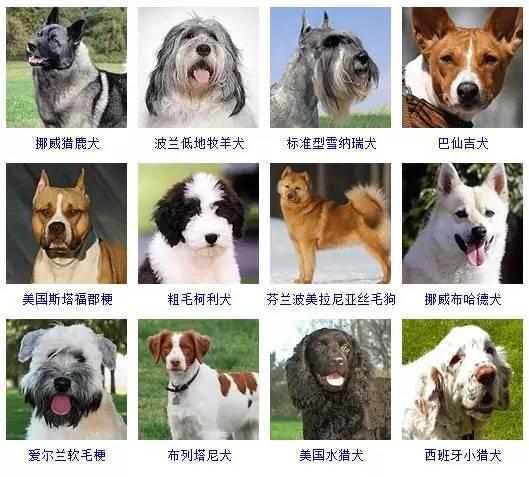 串串狗怎么分辨品種_土狗跟品種狗怎么分辨_各種串串狗品種大全及圖片