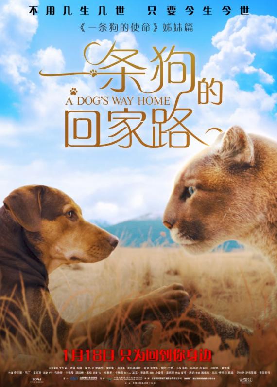 養(yǎng)一只貓一只狗還是養(yǎng)兩只狗_養(yǎng)狗女人群日狗圖片_養(yǎng)博美犬好還是養(yǎng)泰迪狗好