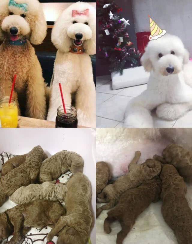 小型狗狗品種大全及圖片大全_狗狗的品種及圖片_狗狗品種大全及圖片