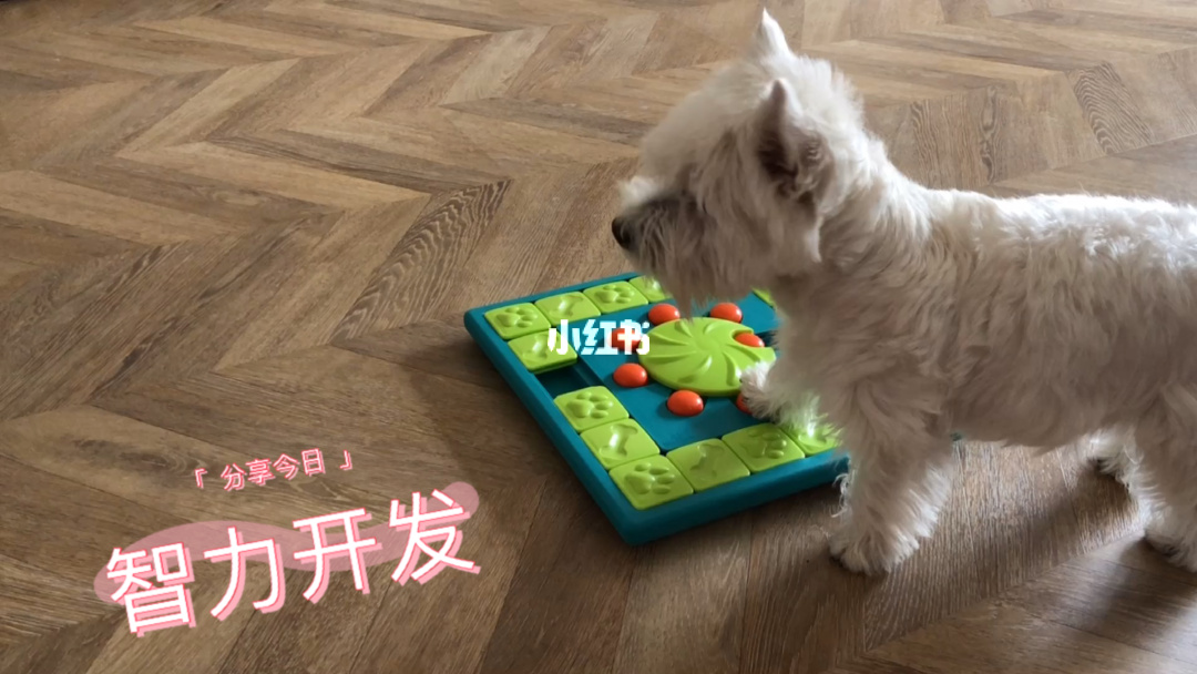 邏輯狗卡片圖片_養(yǎng)哪幾種狗好養(yǎng)能賺錢_養(yǎng)狗邏輯圖片