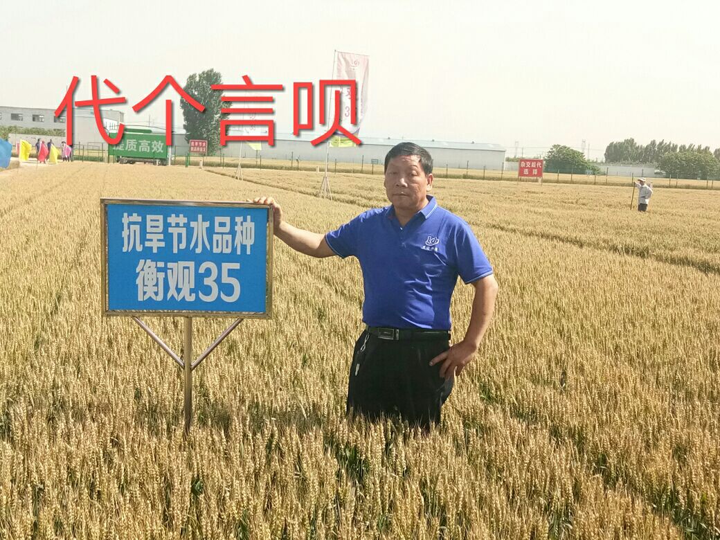 各類狗雜混種的品種_混種狗指南_輻射4混種狗療傷