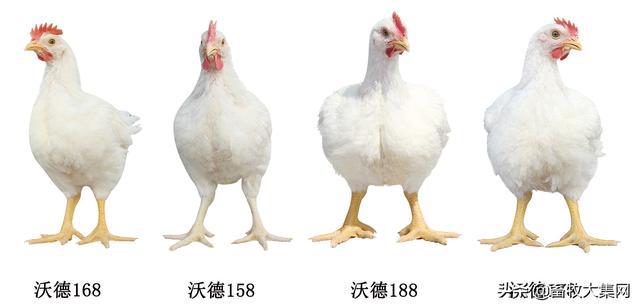 各類狗雜混種的品種_各類狗雜混種的品種_泰迪狗棕色白色混種