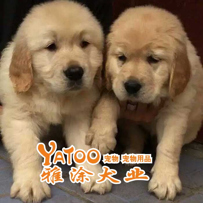 樓房怎么養(yǎng)狗_狗養(yǎng)大的老虎不咬狗_上班族樓房養(yǎng)什么狗