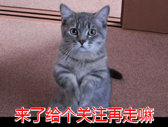 8種來自本國的“土狗”，你認(rèn)識幾種呢？