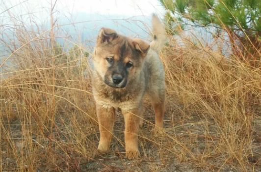 憑什么很多人看低中華田園犬？本土狗更值得關(guān)愛，你該知道這些