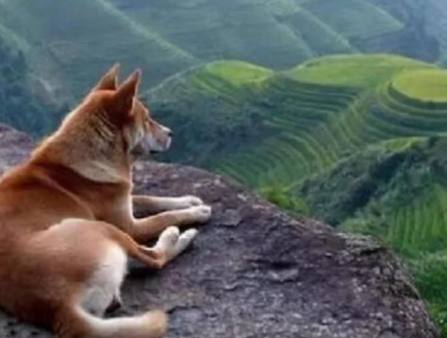 憑什么很多人看低中華田園犬？本土狗更值得關(guān)愛，你該知道這些