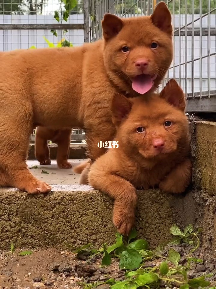 小土狗幼犬品種_土狗品種大全及圖片_品種狗和土狗的區(qū)別