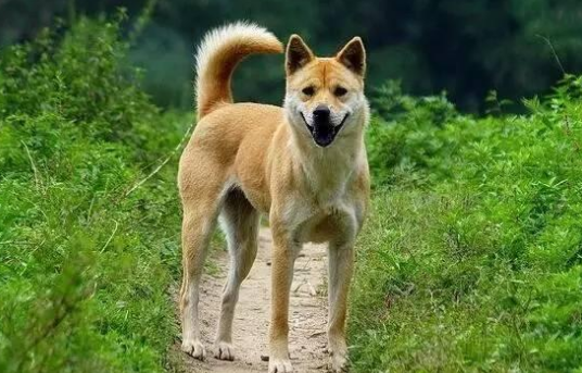 憑什么很多人看低中華田園犬？本土狗更值得關(guān)愛，你該知道這些