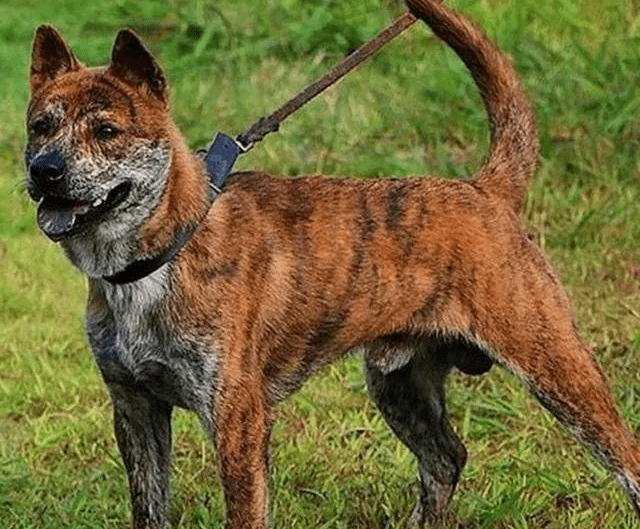小土狗幼犬品種_土狗品種大全及圖片_品種狗和土狗的區(qū)別