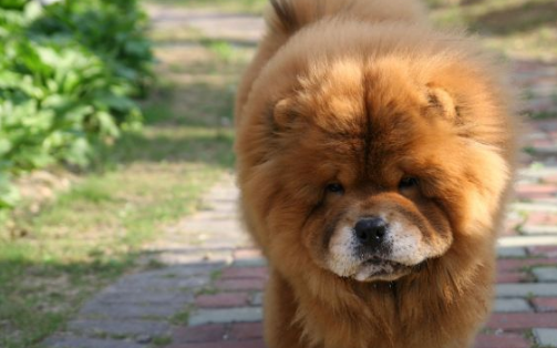 憑什么很多人看低中華田園犬？本土狗更值得關(guān)愛，你該知道這些