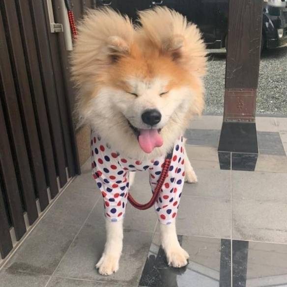 小土狗幼犬品種_品種狗和土狗的區(qū)別_土狗品種大全及圖片