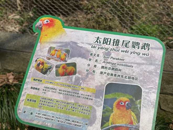 鸮鸚鵡在哪里能買到_鸮鸚鵡能當(dāng)寵物嗎_鸮鸚鵡能當(dāng)寵物嗎