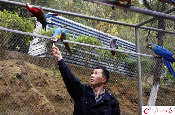 一個人的“動物救護(hù)園”：罰沒的鸚鵡蛋養(yǎng)成小鸚鵡，喊他小林