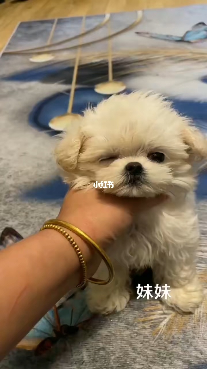 在寵物店買到病狗怎么維權(quán)_成都寵物店病狗_寵物店不洗病狗