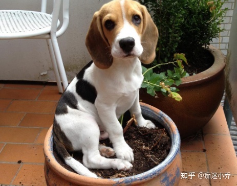 狗狗品種大全 帶圖片_小鹿狗品種大全圖片大全_狗狗品種大全及圖片狗
