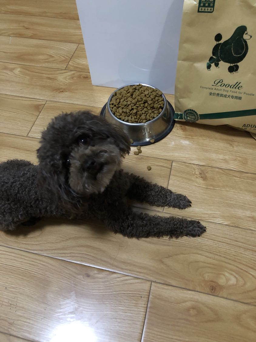 狗狗大全及品種圖片_小鹿狗品種大全圖片大全_狗狗品種大全及圖片狗