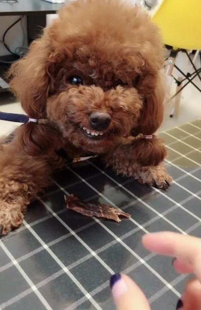養(yǎng)博美犬好還是養(yǎng)泰迪狗好_新手養(yǎng)什么狗最好,要聰明的狗_陽臺(tái)如何養(yǎng)狗
