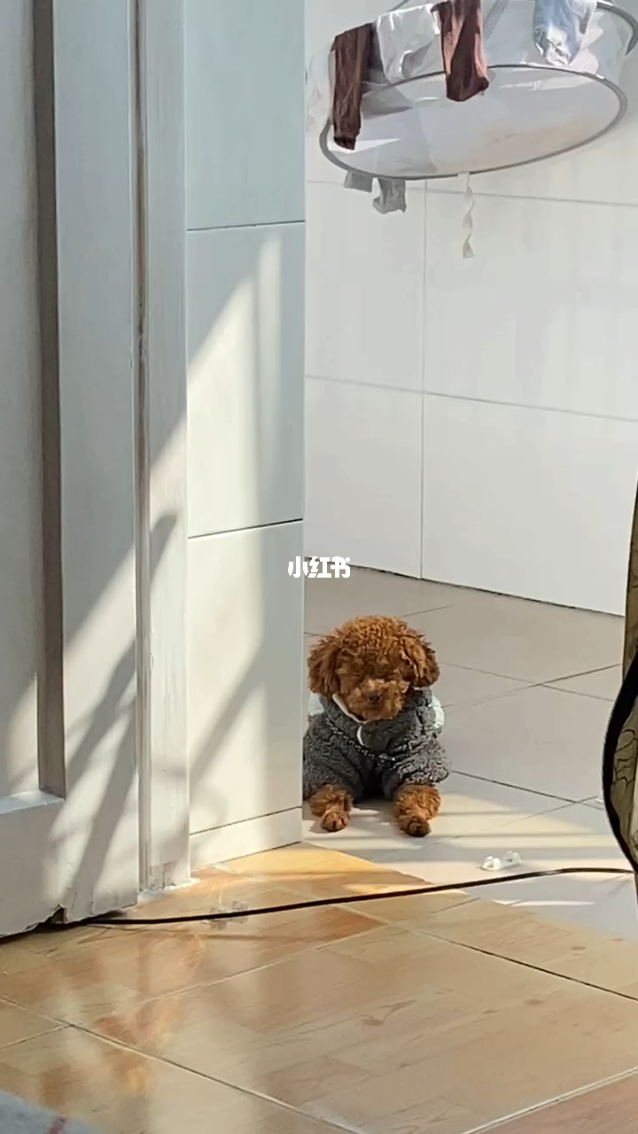 新手養(yǎng)什么狗最好,要聰明的狗_養(yǎng)博美犬好還是養(yǎng)泰迪狗好_陽臺(tái)如何養(yǎng)狗