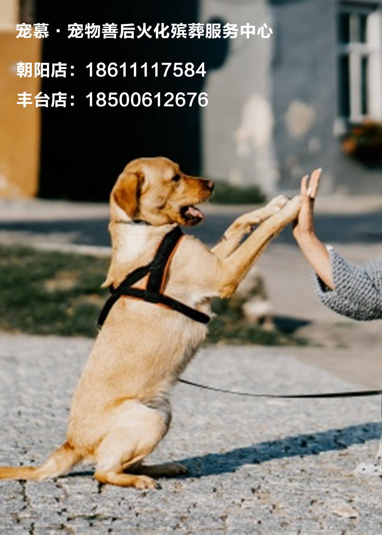 穆熙妍 狗 品種_穆熙妍整容_穆熙妍的狗toffy