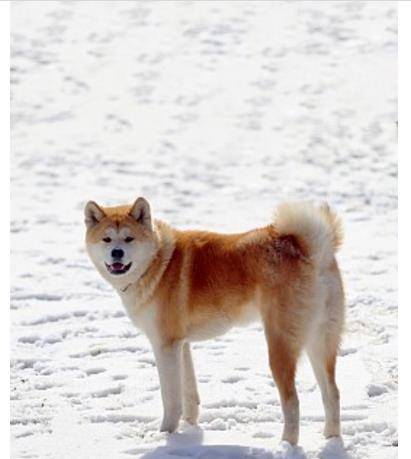 忠犬八公是什么品種的狗_忠犬八公里的那只狗_忠犬八公是什么品種狗