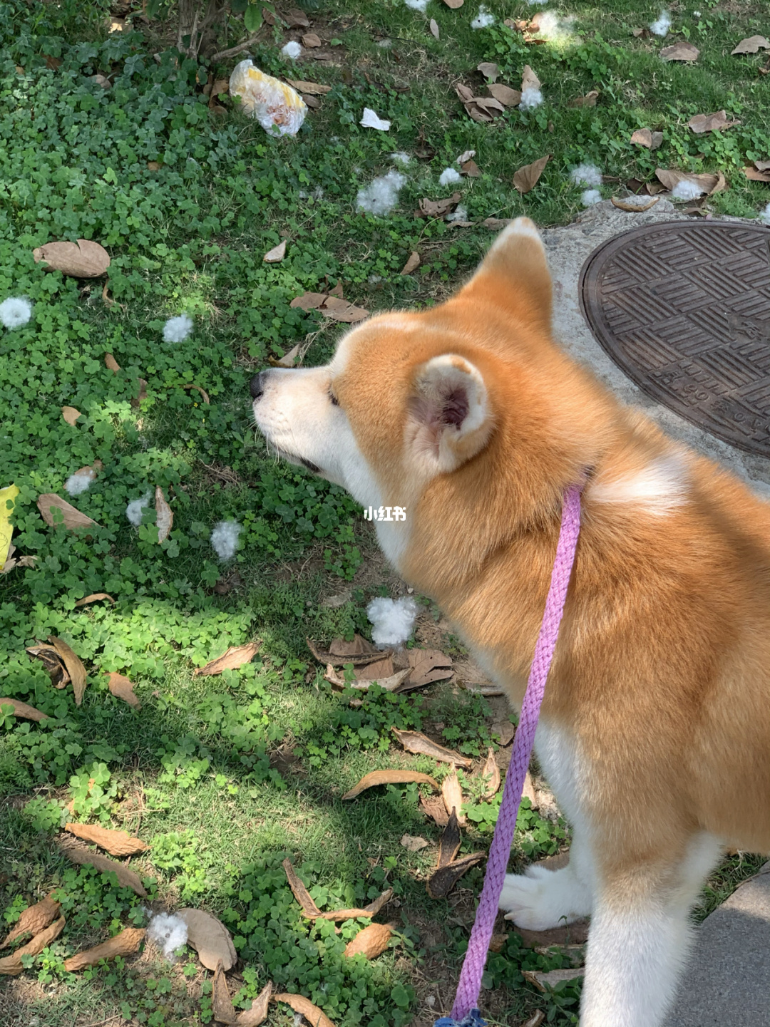 忠犬八公是什么品種的狗_忠犬八公里的那只狗_忠犬八公是什么品種狗