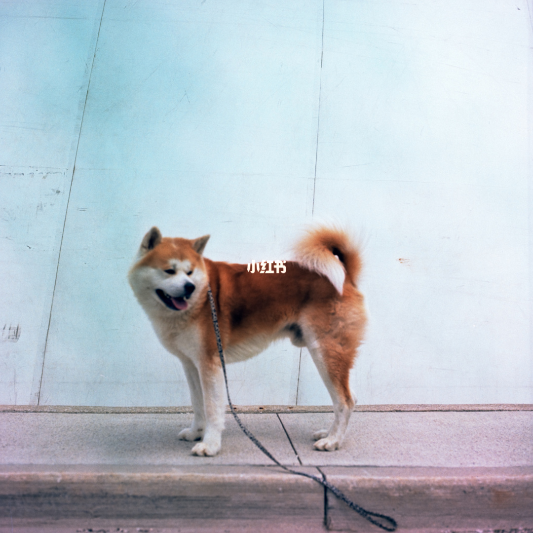 忠犬八公是什么品種狗_忠犬八公里的那只狗_忠犬八公是什么品種的狗