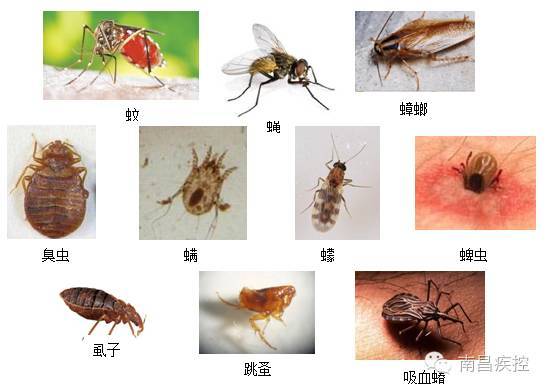 狗病防治手冊_四十條狗有一條病狗_痛風(fēng)防治手冊,痛風(fēng)飲食手冊