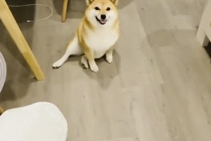 養(yǎng)狗壞處多 亂咬東西