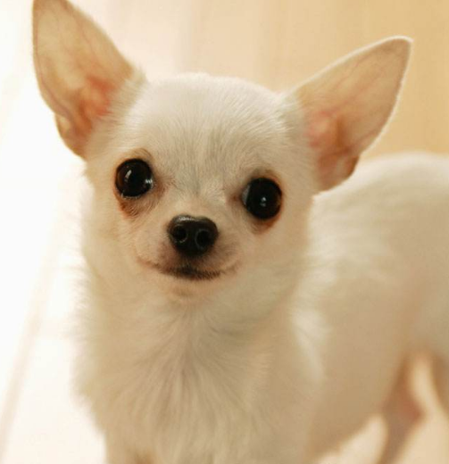 除了吉娃娃、泰迪、小鹿犬還有哪些怕冷的狗狗，它們有哪些特點