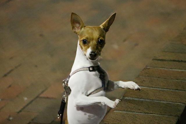 像鹿犬一樣的雜交狗圖片_雜交狗基因像誰_鹿犬是什么雜交出來的