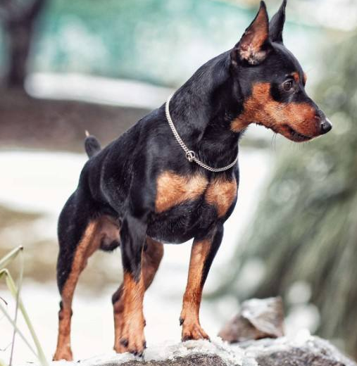 除了吉娃娃、泰迪、小鹿犬還有哪些怕冷的狗狗，它們有哪些特點