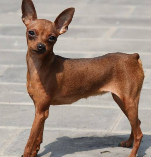 除了吉娃娃、泰迪、小鹿犬還有哪些怕冷的狗狗，它們有哪些特點