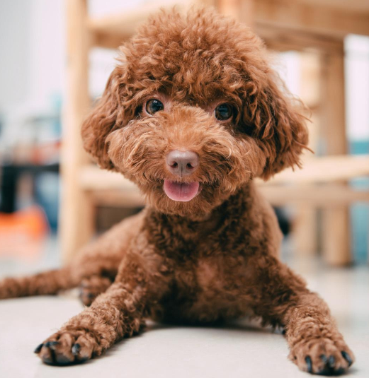 除了吉娃娃、泰迪、小鹿犬還有哪些怕冷的狗狗，它們有哪些特點