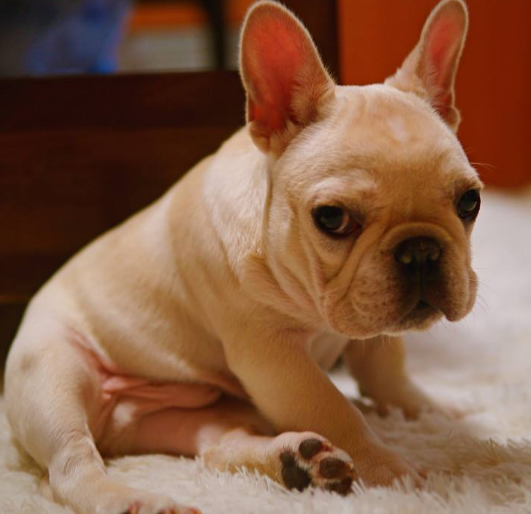除了吉娃娃、泰迪、小鹿犬還有哪些怕冷的狗狗，它們有哪些特點